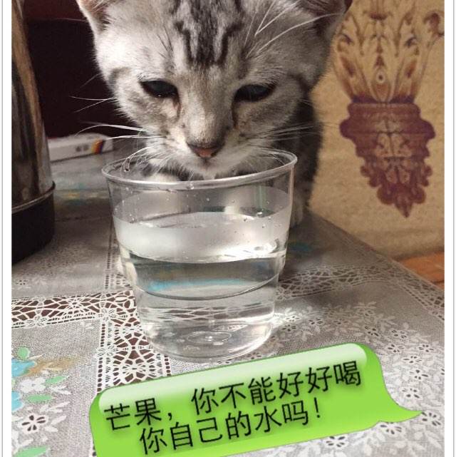 哪里可以办马里兰州驾驶证